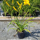HEMEROCALLIS `BUTTERED POPCORN`