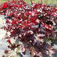 HEUCHERA DOLCE `CHERRY TRUFFLES`