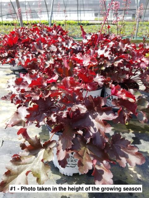 HEUCHERA DOLCE `CHERRY TRUFFLES`