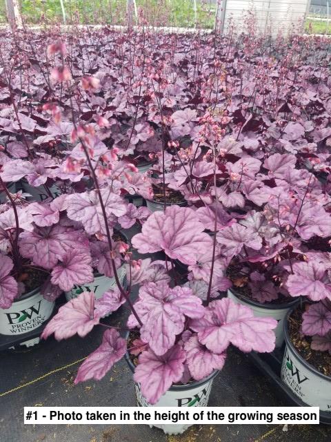 HEUCHERA DOLCE `WILDBERRY`
