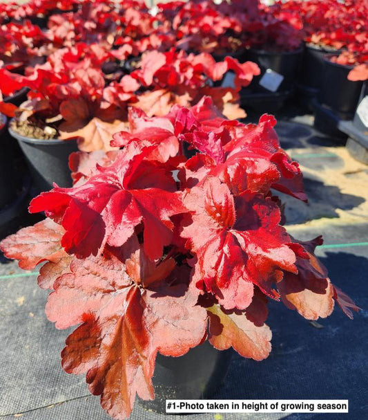 HEUCHERA `FIRE ALARM`