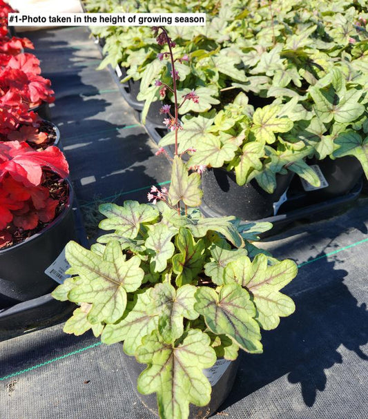 HEUCHERELLA `PINK FIZZ`