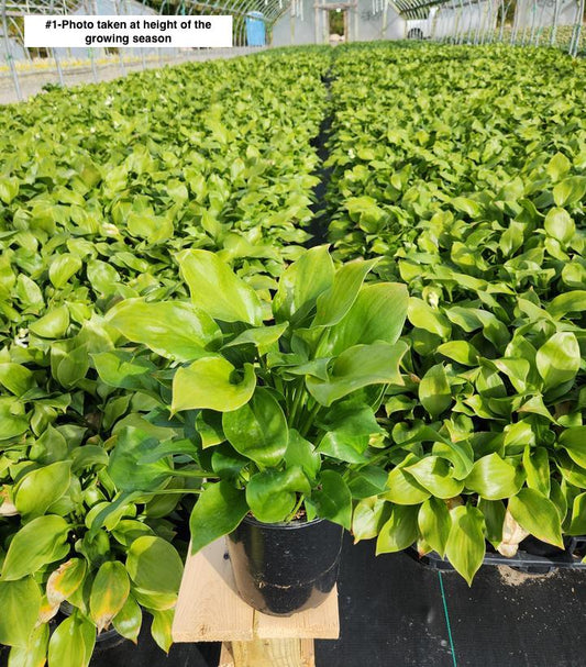 HOSTA `ROYAL CREST`
