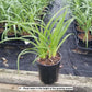 HEMEROCALLIS `ALABAMA JUBILEE`