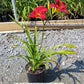HEMEROCALLIS `CHICAGO APACHE`