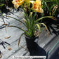 HEMEROCALLIS `CUSTARD CANDY`