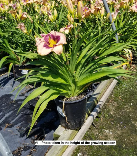 HEMEROCALLIS `DARING DECEPTION`