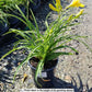 HEMEROCALLIS `HAPPY RETURNS`