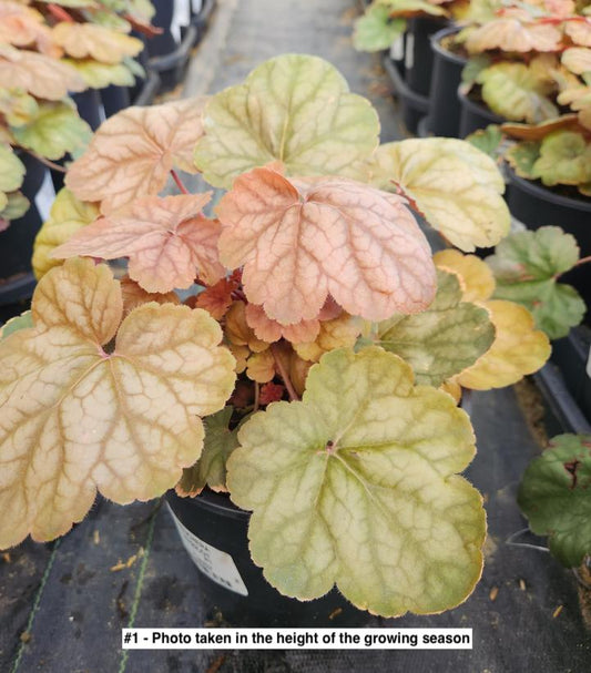 HEUCHERA `APRICOT`