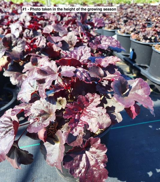 HEUCHERA `BLACK SEA`