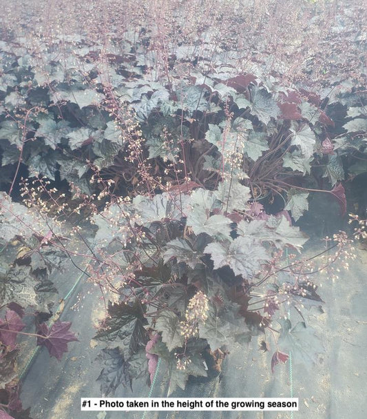HEUCHERA `BLACKOUT`