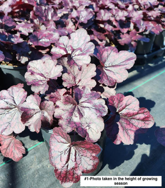 HEUCHERA `GRAPE EXPECTATIONS`