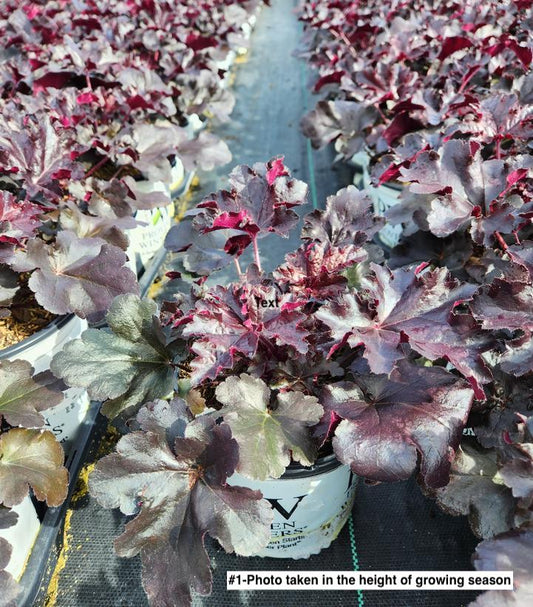 HEUCHERA PRIMO `BLACK PEARL`