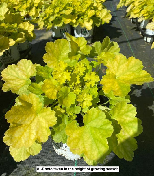 HEUCHERA PRIMO `PRETTY PISTACHIO`