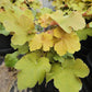 HEUCHERA VILLOSA `CARAMEL`