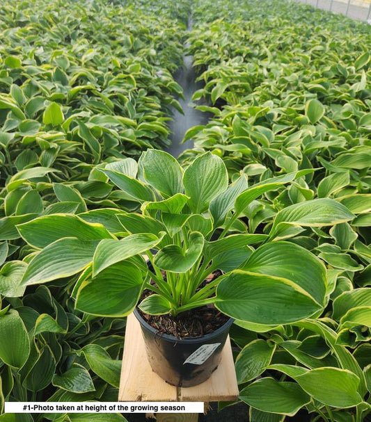 HOSTA FORTUNEI `AUREO-MARGINATA`