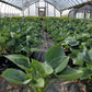 HOSTA `BIG DADDY`