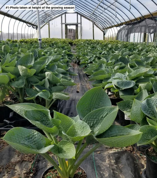 HOSTA `BIG DADDY`