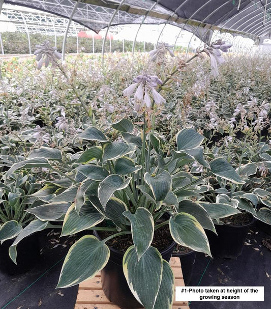 HOSTA `FIRST FROST`