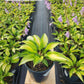 HOSTA `ISLAND BREEZE`