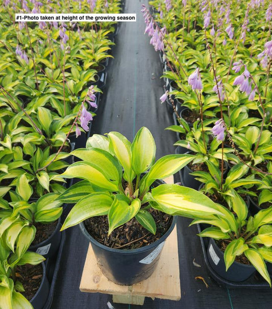 HOSTA `ISLAND BREEZE`