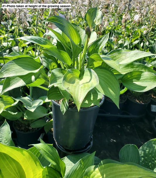 HOSTA `PAUL`S GLORY`