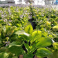 HOSTA `SUM & SUBSTANCE`