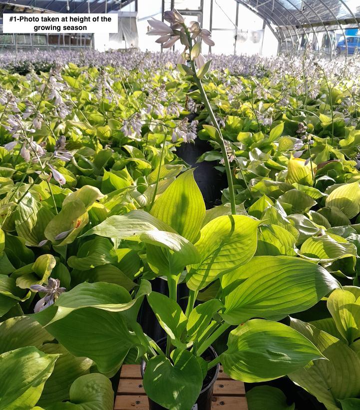 HOSTA `SUM & SUBSTANCE`