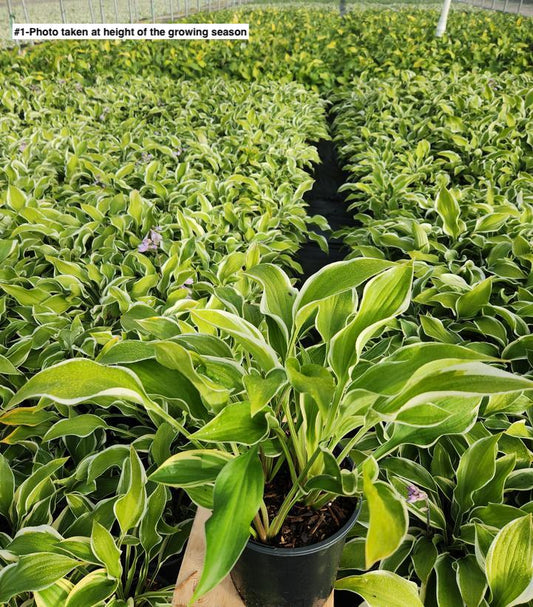 HOSTA `TAMBOURINE`