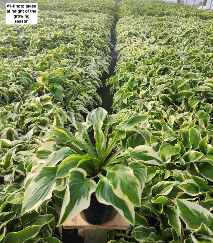 HOSTA `WIDE BRIM`
