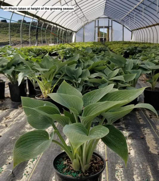 HOSTA TARDIANA `HALCYON`
