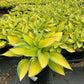 HOSTA TARDIANA `JUNE`