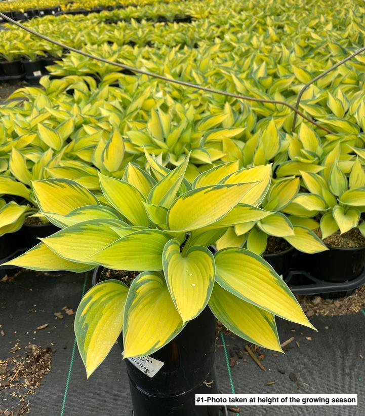HOSTA TARDIANA `JUNE`