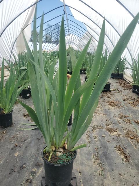 IRIS GERMANICA `BLATANT` (YEL/RED)