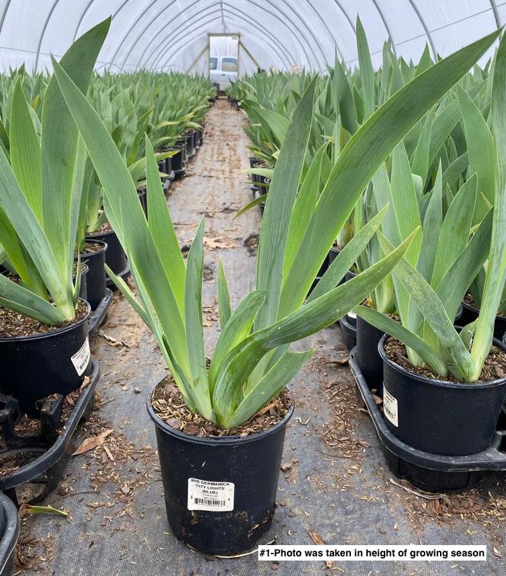 Iris germanica 'City Lights'