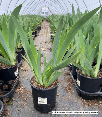 Iris germanica 'City Lights'