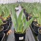 IRIS GERMANICA `INVITATION` (ORANGE/CREAM)