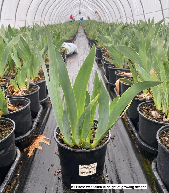 IRIS GERMANICA `INVITATION` (ORANGE/CREAM)