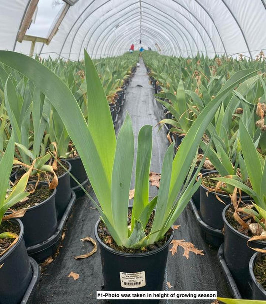 IRIS GERMANICA `MY FRIEND JONATHAN` (RED)