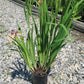 IRIS PSEUDATA `YARAI`