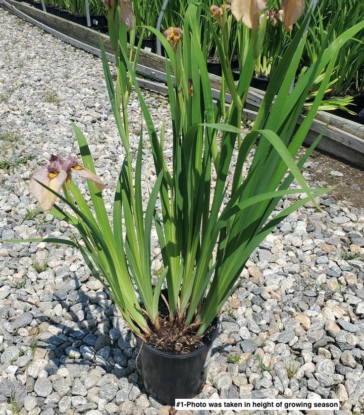 IRIS PSEUDATA `YARAI`