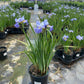 IRIS SIBIRICA `CAPE COD BOYS`