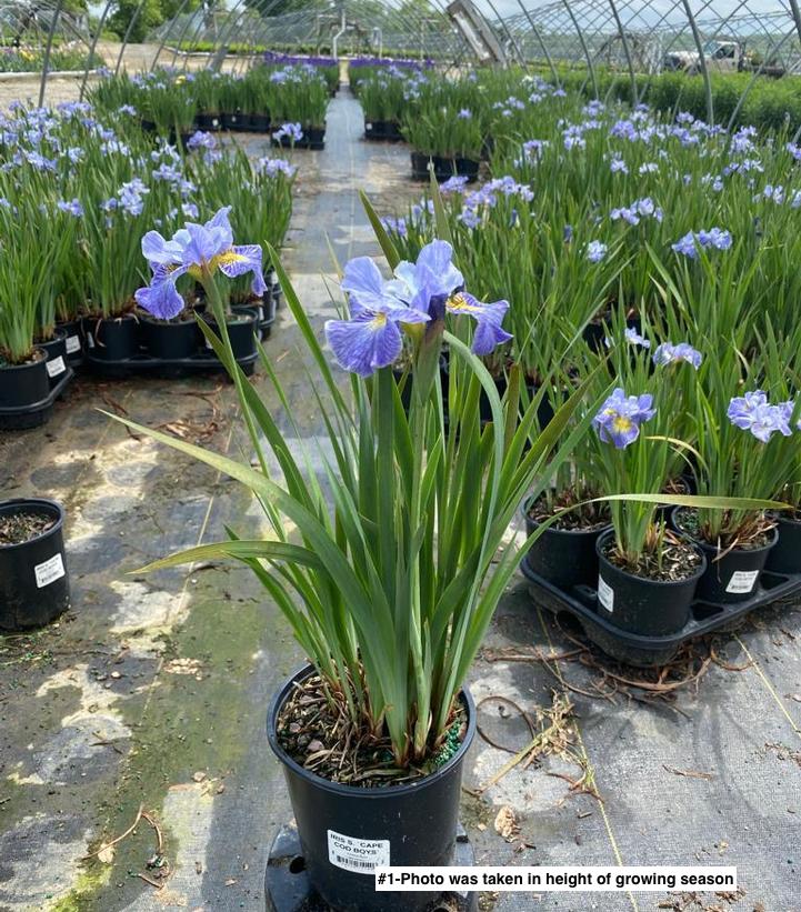 IRIS SIBIRICA `CAPE COD BOYS`