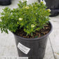 IBERIS SEMPERVIRENS `SNOWSURFER`