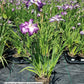 IRIS ENSATA `LION KING`