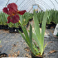 IRIS GERMANICA `BERNICE`S LEGACY` (RED)