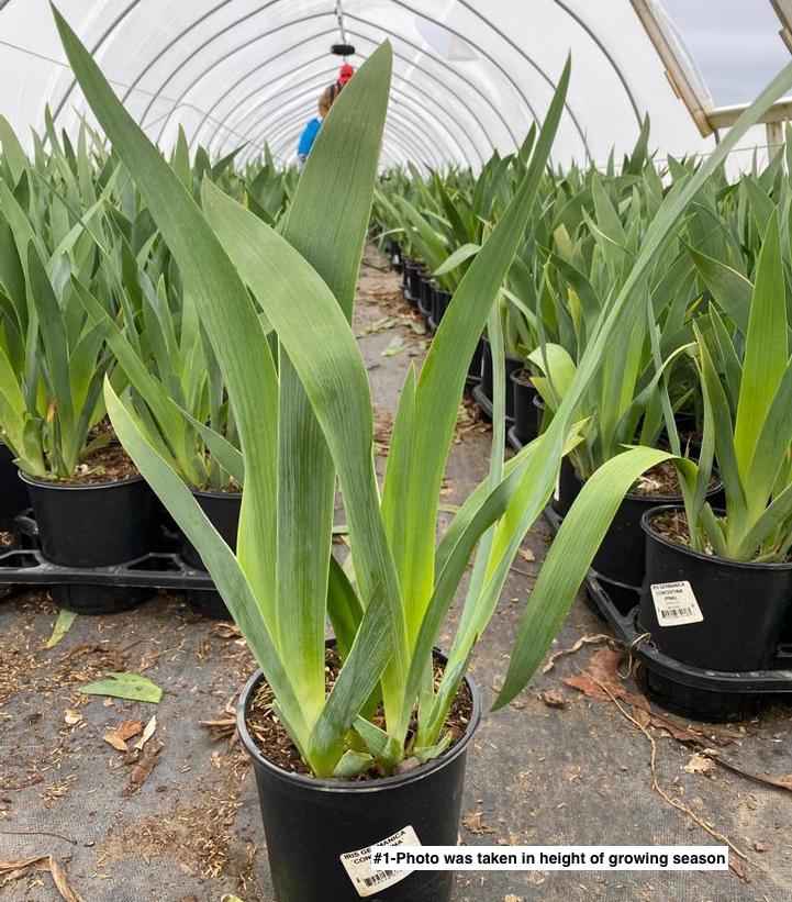 Iris germanica Concertina
