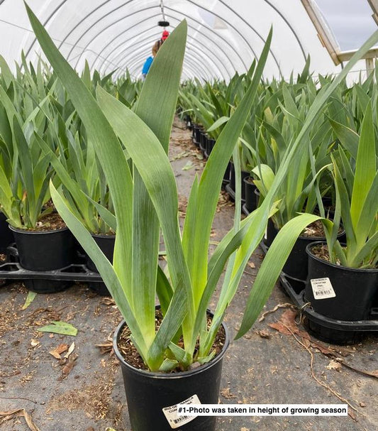Iris germanica Concertina