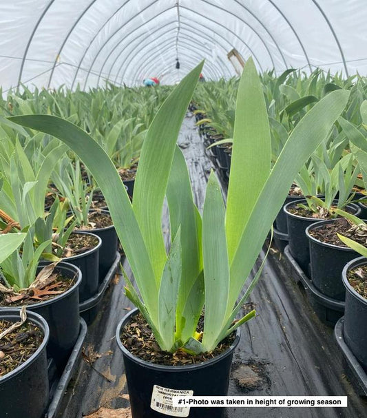 IRIS GERMANICA `IMMORTALITY` (WHITE)