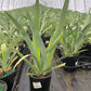 IRIS GERMANICA `PLEASANT PEASANT` (YELLOW)